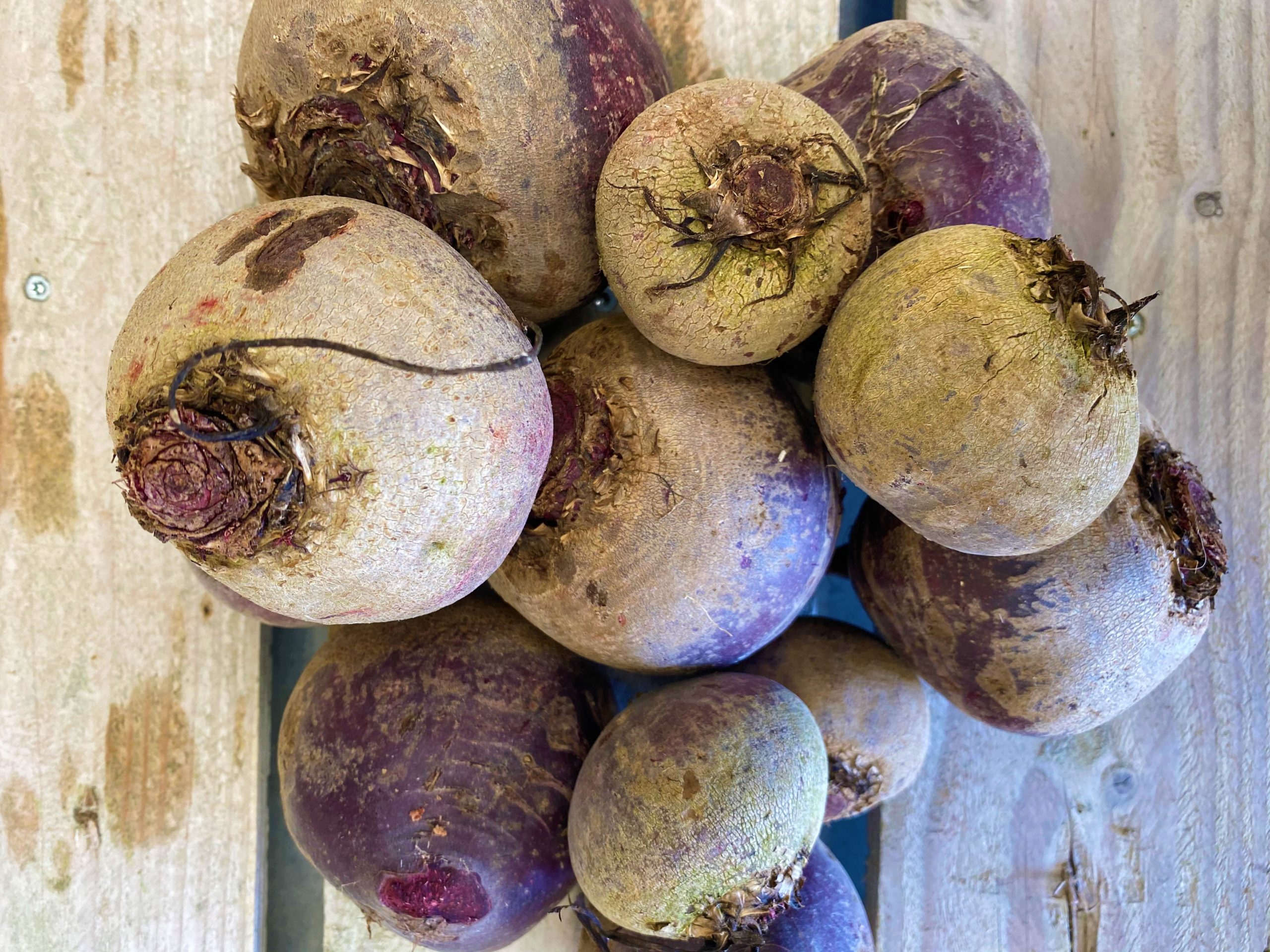 BETTERAVE Betterave rouge