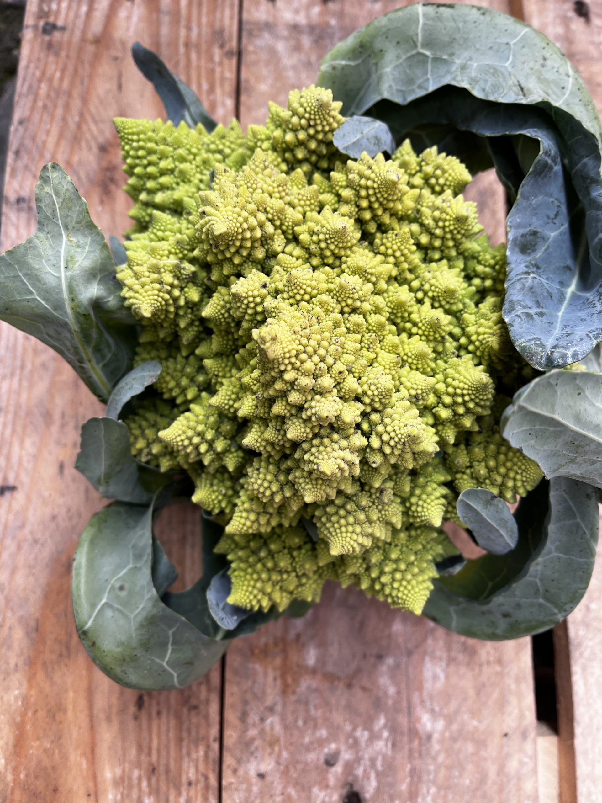 CHOU ROMANESCO (5) Chou romanesco