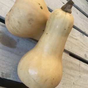 courge butternut bio