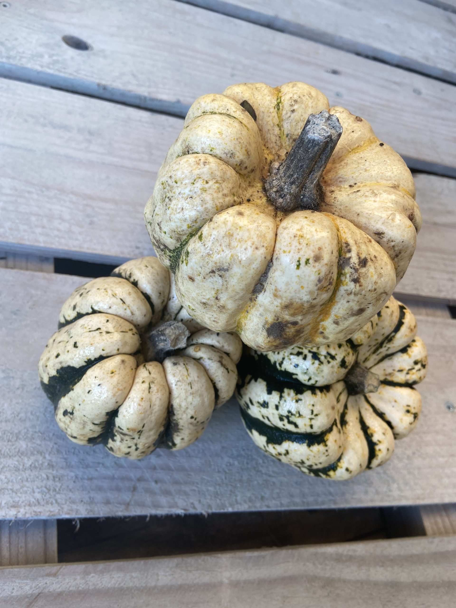 COURGE PATIDOU (3)