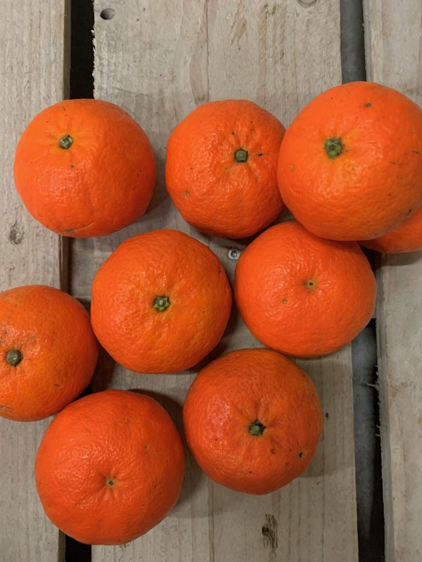 mandarine maroc