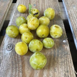 mirabelle