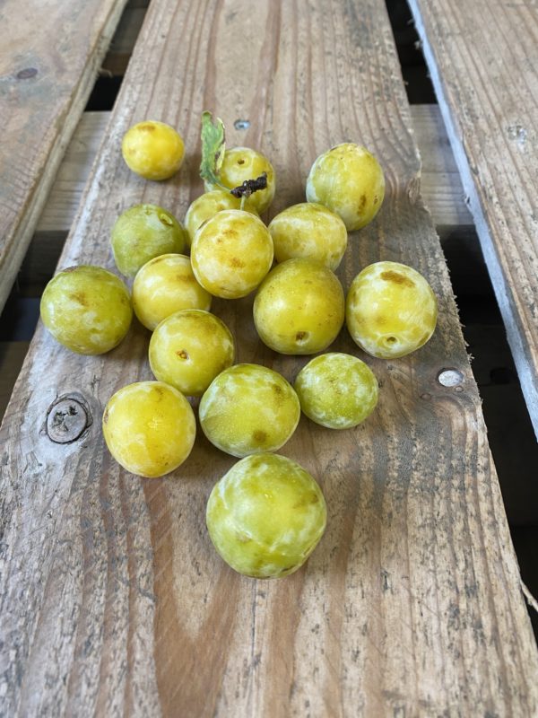 mirabelle