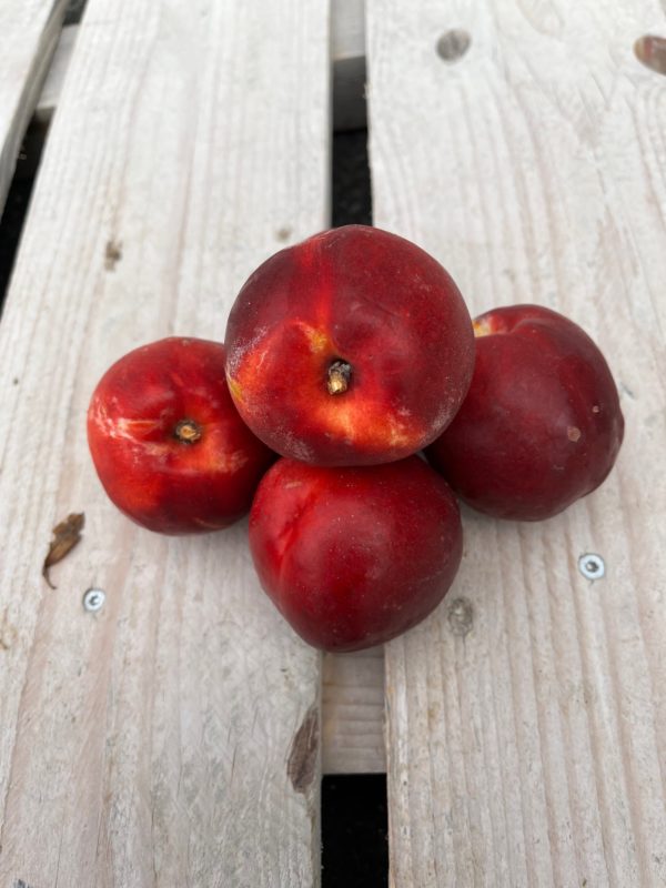 NECTARINE JAUNE