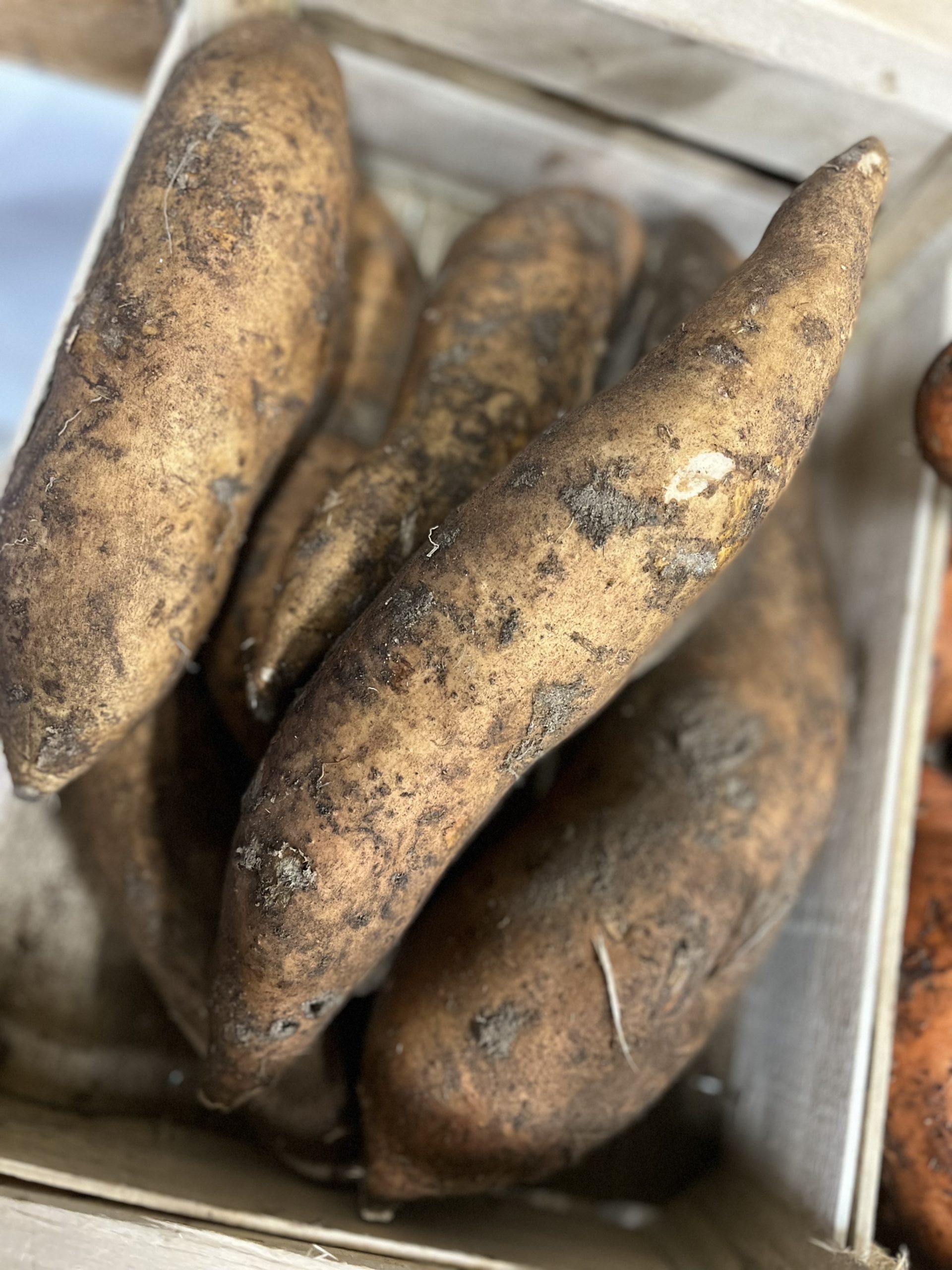 PATATE DOUCE BLANCHE