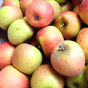 Pomme reine des reinettes