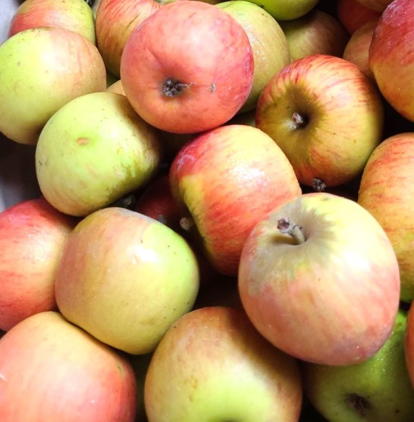 Pomme reine des reinettes