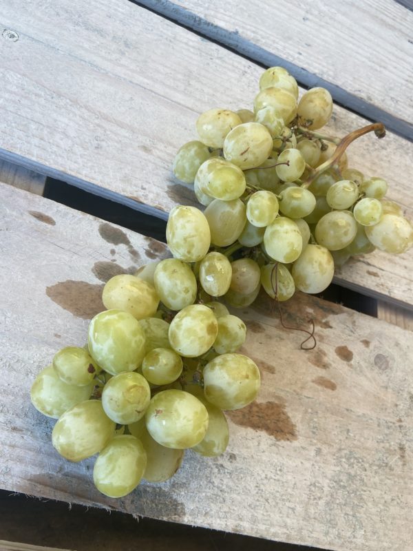 raisin italien