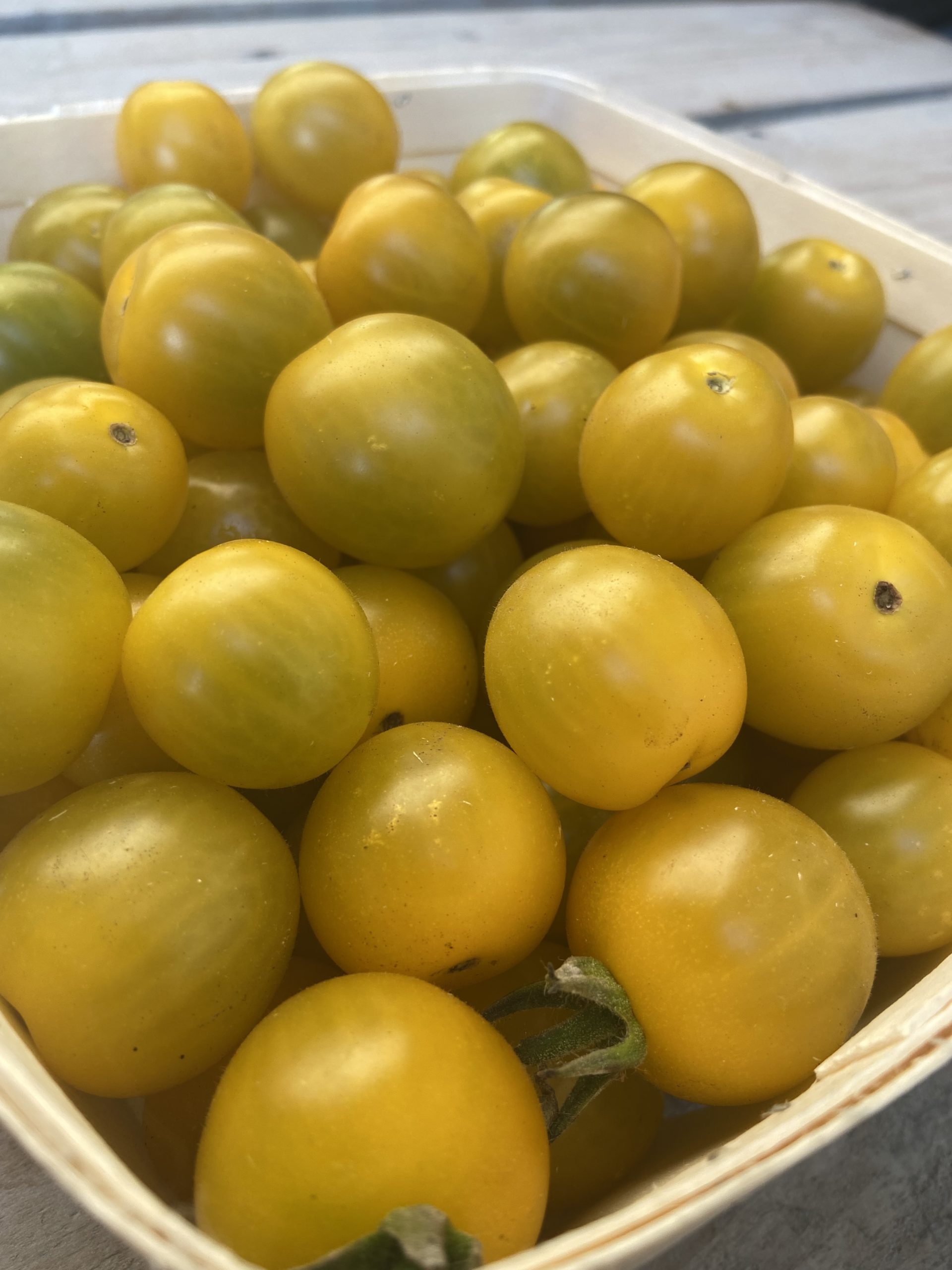 TOMATE CERISE JAUNE (3)