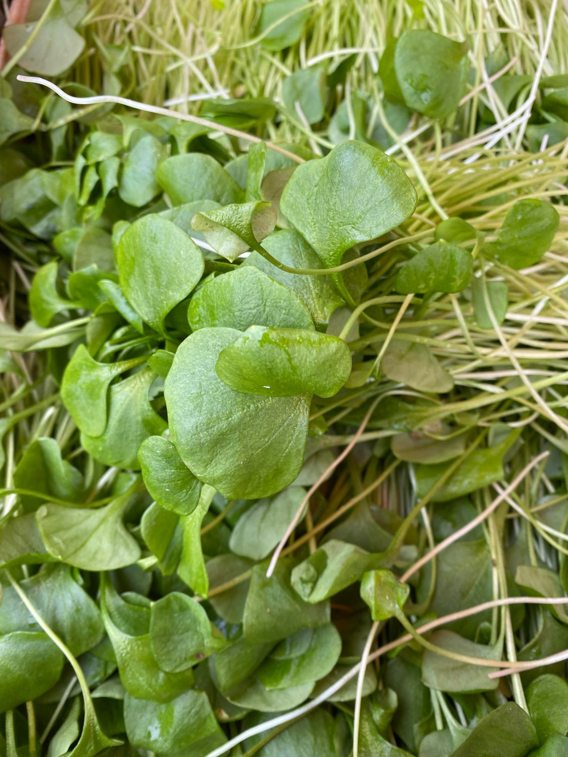 pourpier d'hiver pourpier d'hiver